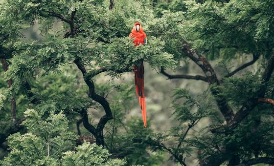 La COP15 se termine par un accord « historique » visant à protéger un tiers de la biodiversité mondiale